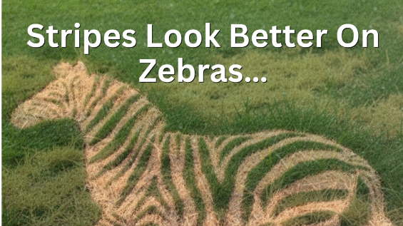 Stripes on zebras not lawns